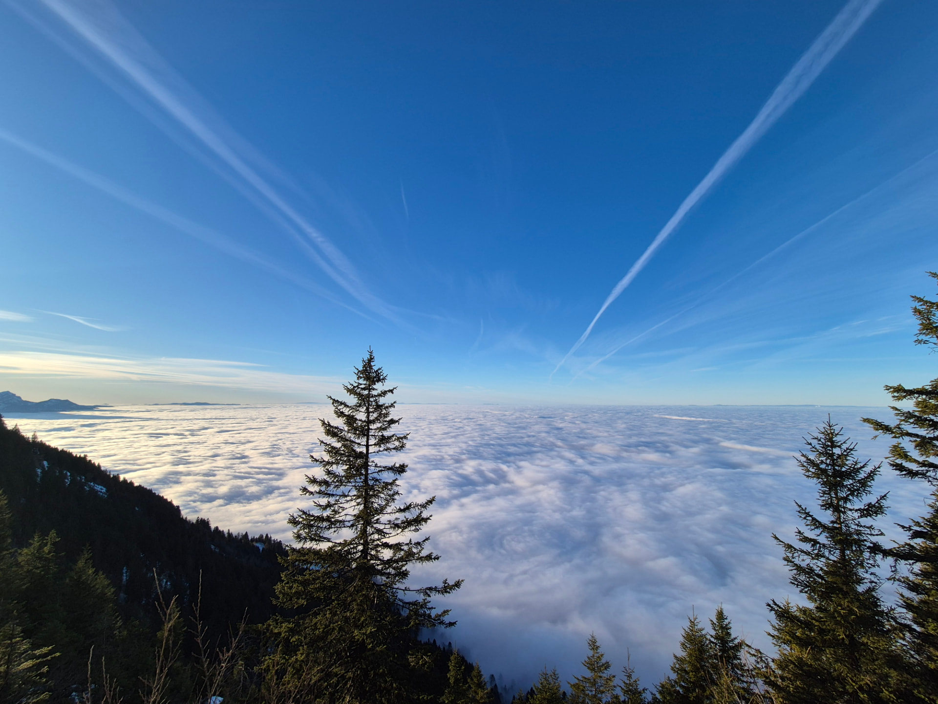 Einzelne Tanne über einem Nebelmeer in den Schweizer Bergen, klarer blauer Himmel